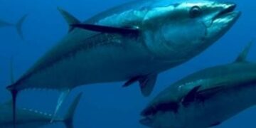 Tonno rosso, divieto di effettuare catture accessorie (by-catch)