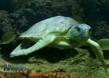 Le bellezze dell’Area Marina Protetta di Isola su Rai 2