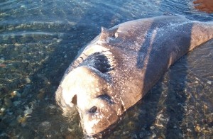 Carcassa Squalo Vacca all'area 191 di Cirò (1)