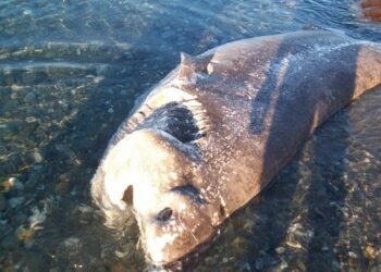 Squalo Vacca non smaltito, ancora paura tra i bagnanti