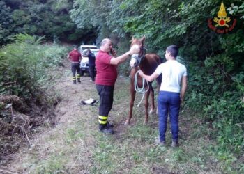 Cavallo cade in scarpata salvato dai vigili del fuoco