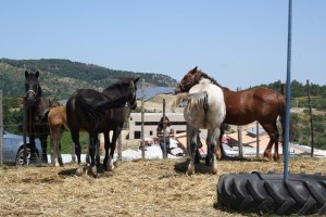 Fiera Ronza 2013 a Campana (15)