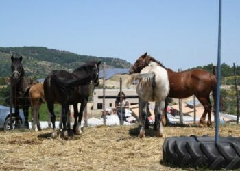 Fiera Ronza, preservare dna evento identitario