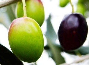 Pennulara di Caccuri