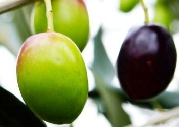 La Pennulara caccurese alla fiera ‘Sapori da sfogliare’ di Genova