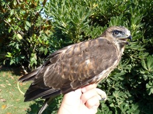 Poiana salvata vicino fiume Nicà