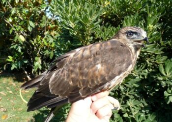 Salvato vicino il fiume Nica’ un esemplare di poiana