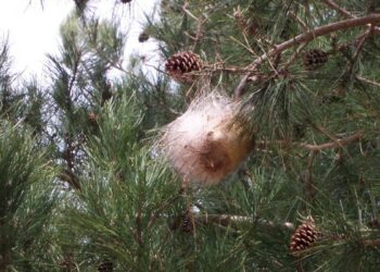 Allarme Processionaria, boschi silani a rischio