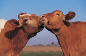 Protocollo Apz Crotone e Università Mediterranea