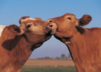 Settore zootecnico, siglato protocollo tra Apz Crotone e Universita’ Mediterranea