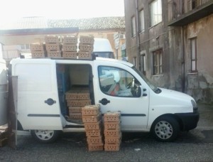 Pulcini stipati in scatoli