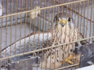 Ritrovato falco gheppio a Strongoli Marina