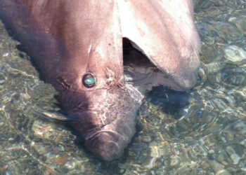 Squalo vacca spiaggiato in zona mortilletto a Torretta