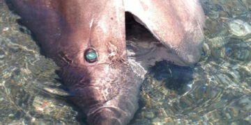 Squalo vacca spiaggiato in zona mortilletto a Torretta