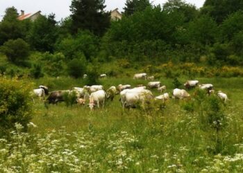 Festa della Transumanza, conclusa la quarta edizione