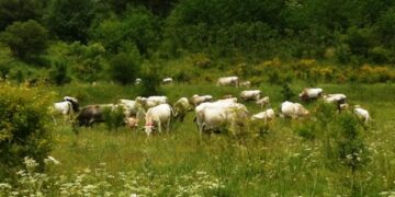 Festa della Transumanza, conclusa la quarta edizione