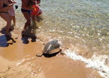Tartaruga Edoardo ritorna in mare dopo le cure