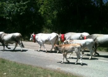 Migrazione delle mandrie, arriva la quarta festa della Transumanza