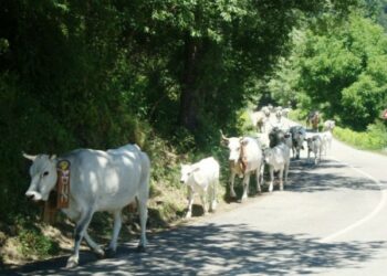 Turismo naturale, Umbriatico riferimento regionale