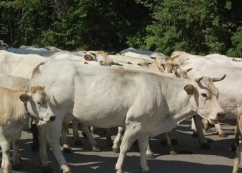 Slow Food Crotone da 4 anni sostiene la Transumanza
