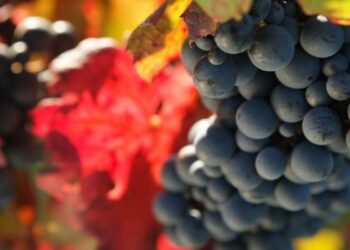 Il vino, l’olio d’oliva e la sardella nel ‘paniere’ del Pan.Kro