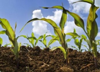 A Cosenza importante accordo tra INPS e agricoltori