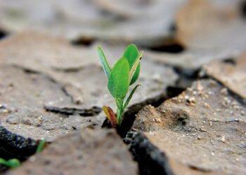 FareAmbiente, dubbio sull’inutilita’ della vita onesta