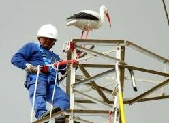 Domenica arriva il Cicogna Day organizzato dalla sezione Lipu