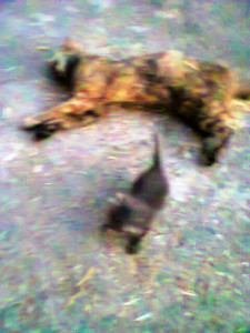 gatta avvelenata con  gattino