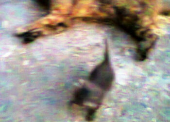 Avvelenamenti di cani e gatti nel cirotano ultimi casi registrati