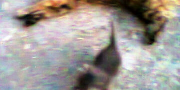 Avvelenamenti di cani e gatti nel cirotano ultimi casi registrati