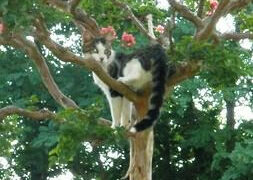 Vigili del fuoco salvano gattino, su un albero ormai da qualche giorno