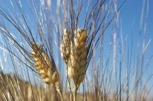 mietitura-senatore-cappelli