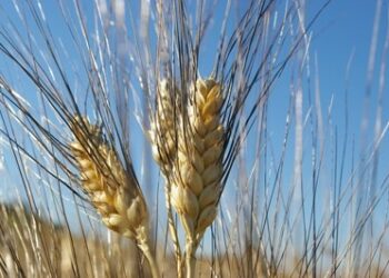 Gal Kroton, accordo di filiera per il grano senatore Cappelli