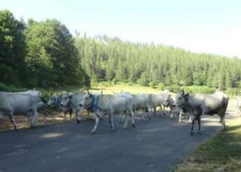 Festa della transumanza, parte domani la quarta edizione