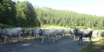 Festa della transumanza, parte domani la quarta edizione