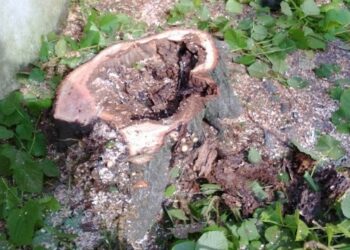 Villa Margherita, muore operaio schiacciato da un tronco