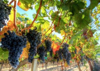 Miglioramento delle produzioni vitivinicole della zona del Ciro’