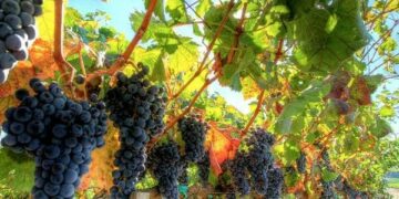 Miglioramento delle produzioni vitivinicole della zona del Ciro’