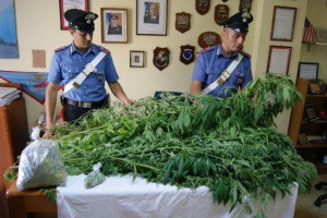 Architetto arrestato per coltivazione di canapa indiana