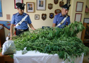 Architetto arrestato per coltivazione di canapa indiana