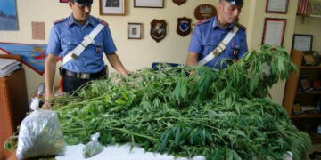 Architetto arrestato per coltivazione di canapa indiana