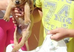 Cucciolo di cane chiuso in una busta di plastica e lanciato in un rovo