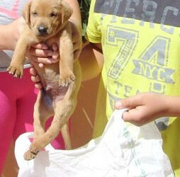Cucciolo di cane chiuso in una busta di plastica e lanciato in un rovo