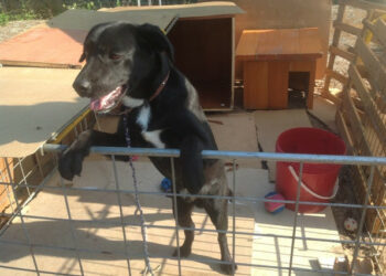 Maltrattamento animali, cane legato a catena: denunciato