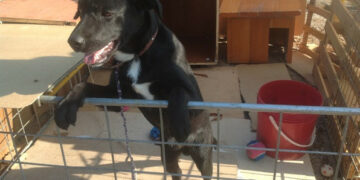 Maltrattamento animali, cane legato a catena: denunciato