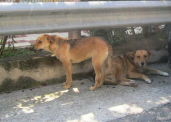 Cani randagi pericolosi a Petilia Policastro, nessuno interviene da due anni