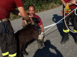 Capra rimane intrappolata, salvata dai Vvf (5)