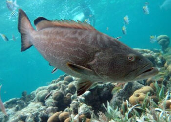 Sospesa la pesca sportiva della Cernia di fondale nell’AMP Capo Rizzuto