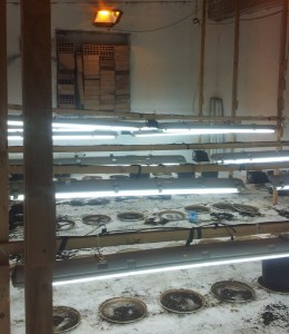 Laboratorio di essiccazione Marijuana a Scandale